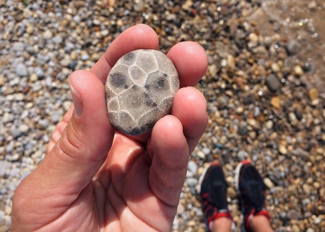 Picture of a Petoskey Stone